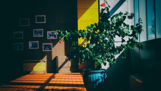 Déco tendance : et si vous misiez sur les plantes décoratives ?